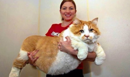 胖猫谭竹事件爆料吃瓜,揭秘娱乐圈背后的惊人真相